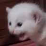 :aaaaaa: