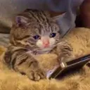 :gloomycat: