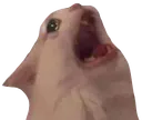 :scream: