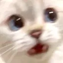 :wutt: